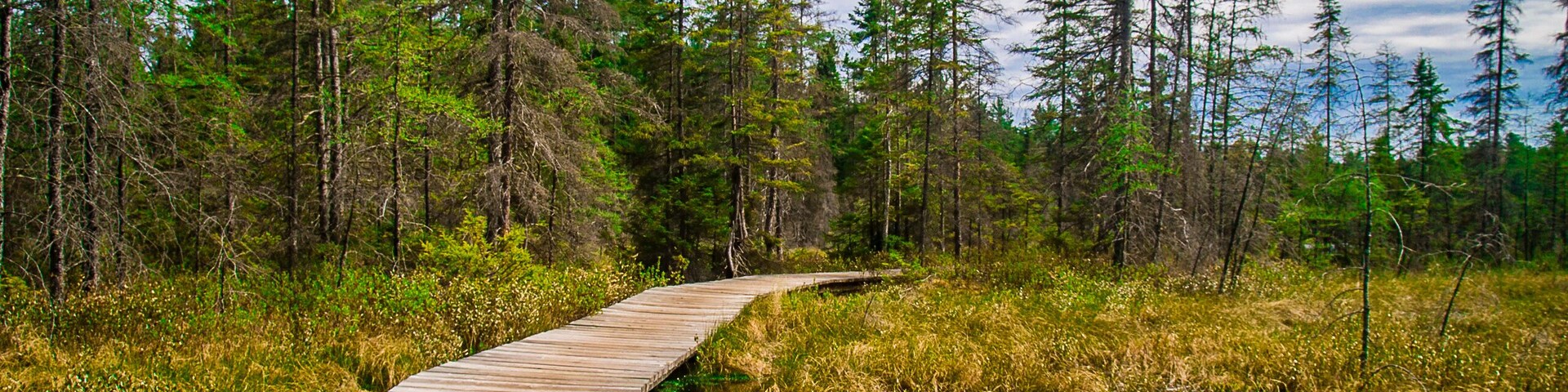 Pathway in Algonquin Park, Canada