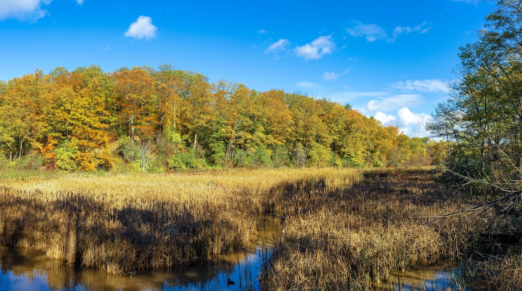 Hendrie Park Valley boardwalk trail across the marsh during autumn, Burlington Ontario