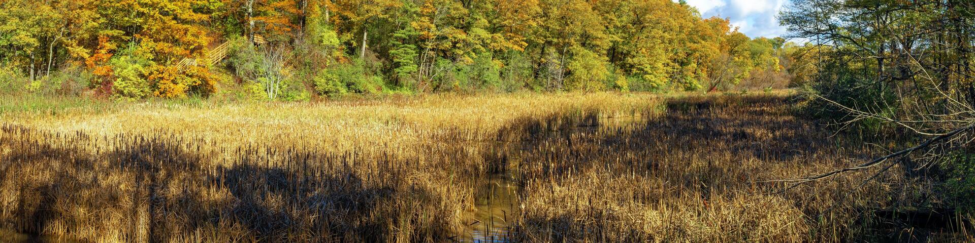 Hendrie Park Valley boardwalk trail across the marsh during autumn, Burlington Ontario