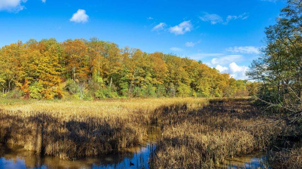 Hendrie Park Valley boardwalk trail across the marsh during autumn, Burlington Ontario