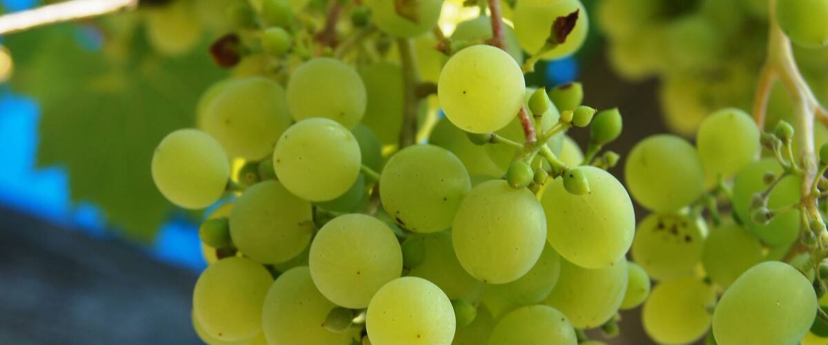 grape, wein, obst, vineyard, green, bunch, ackerbau, essen, blatt, natur, weinstock, reif, ernte, herbst, pflanze, kellerei, cluster, sommer, frisch, rot, ast, blau, gesund