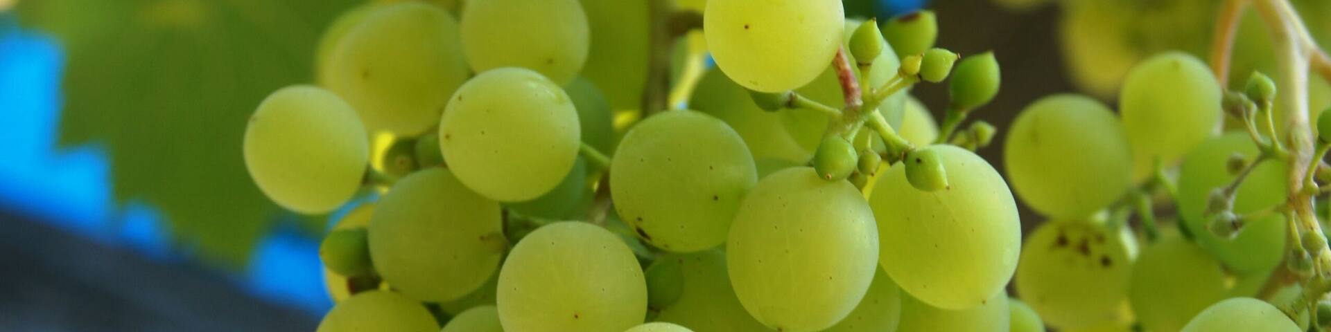Clusters of green grapes hanging from a vine.