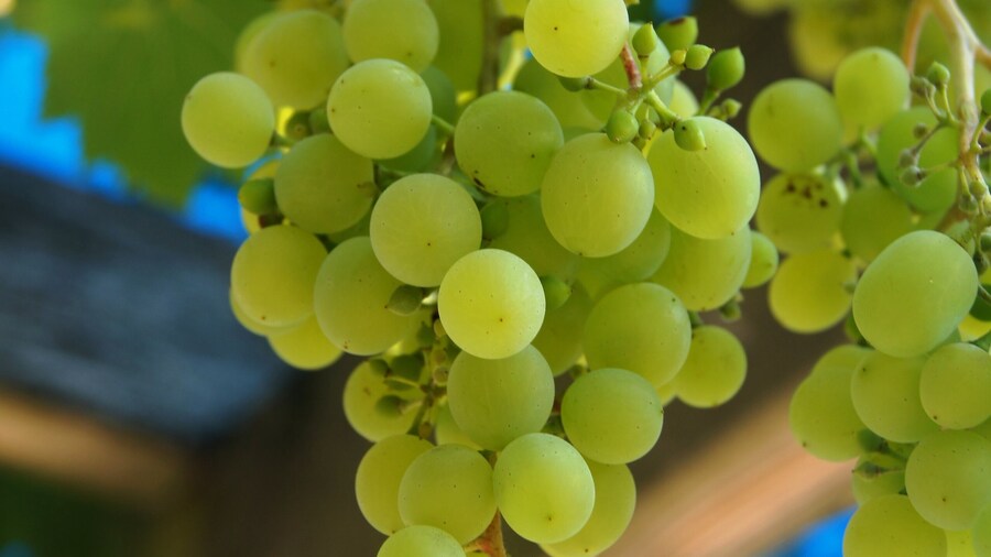 grape, wein, obst, vineyard, green, bunch, ackerbau, essen, blatt, natur, weinstock, reif, ernte, herbst, pflanze, kellerei, cluster, sommer, frisch, rot, ast, blau, gesund