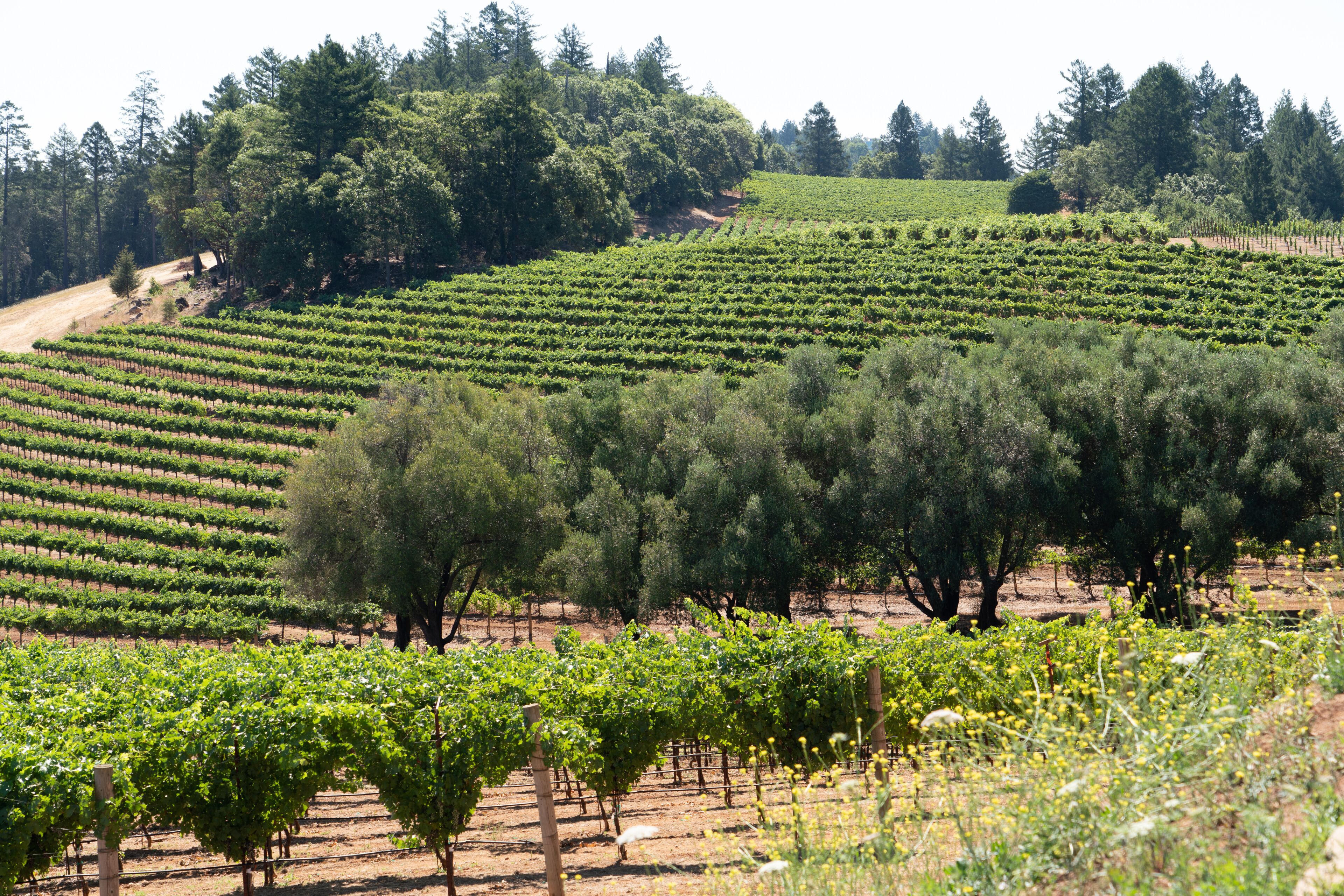 Bella Luna Estate Winery