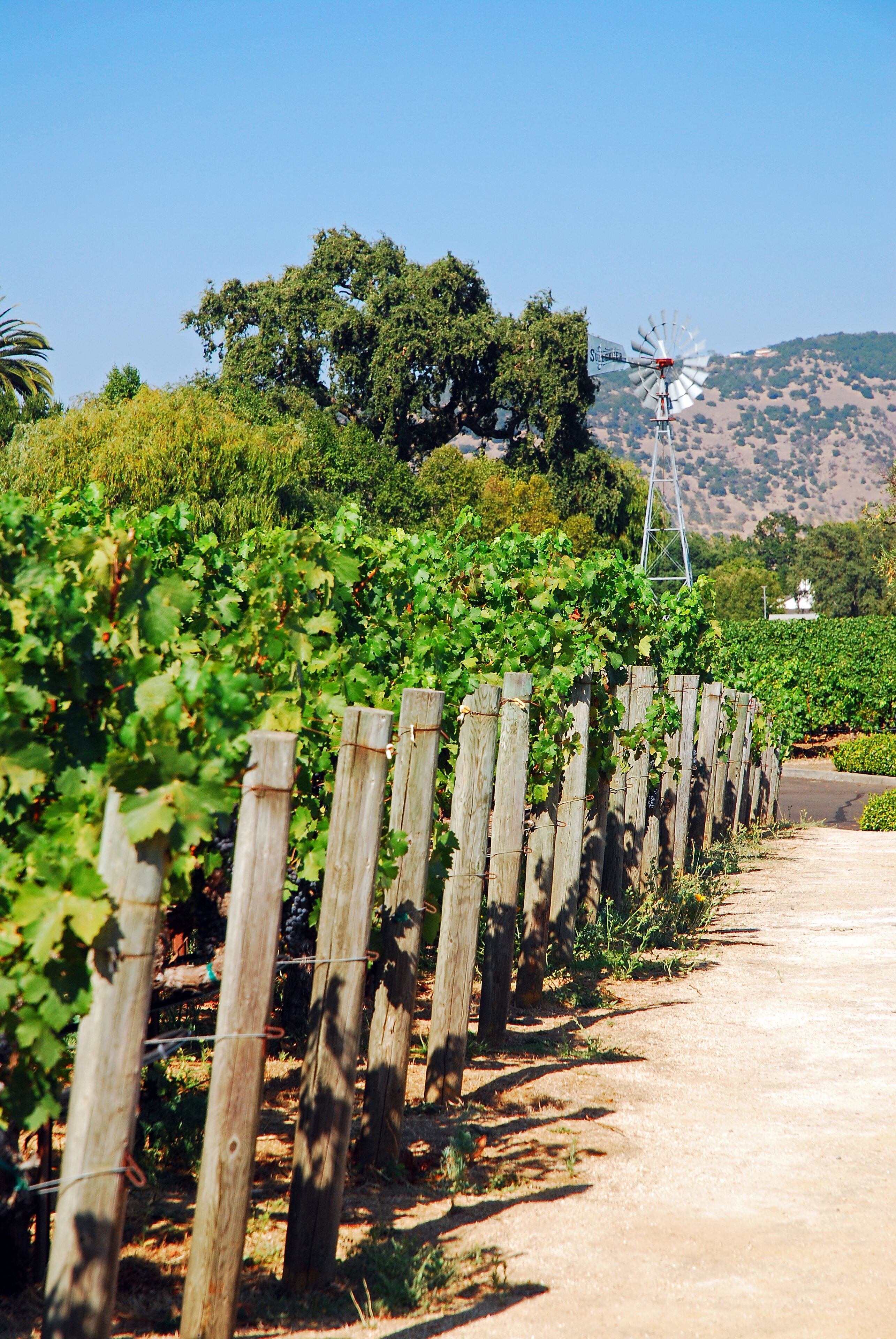 Bella Luna Estate Winery