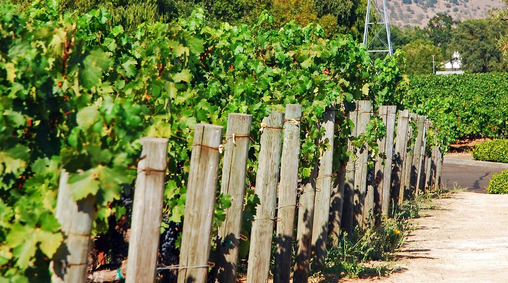 Bella Luna Estate Winery