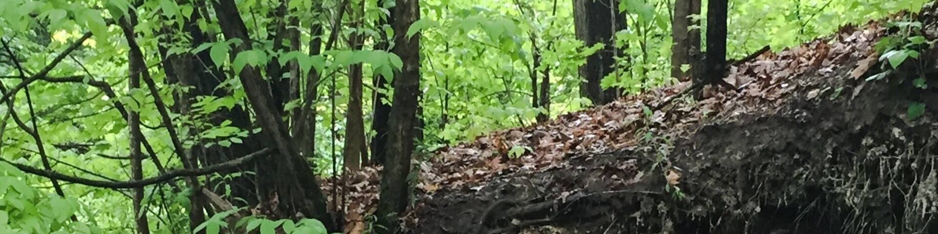 We had some difficulty getting to the trailhead but were happy when we did. What a beautiful little ravine park in Columbus Ohio.
