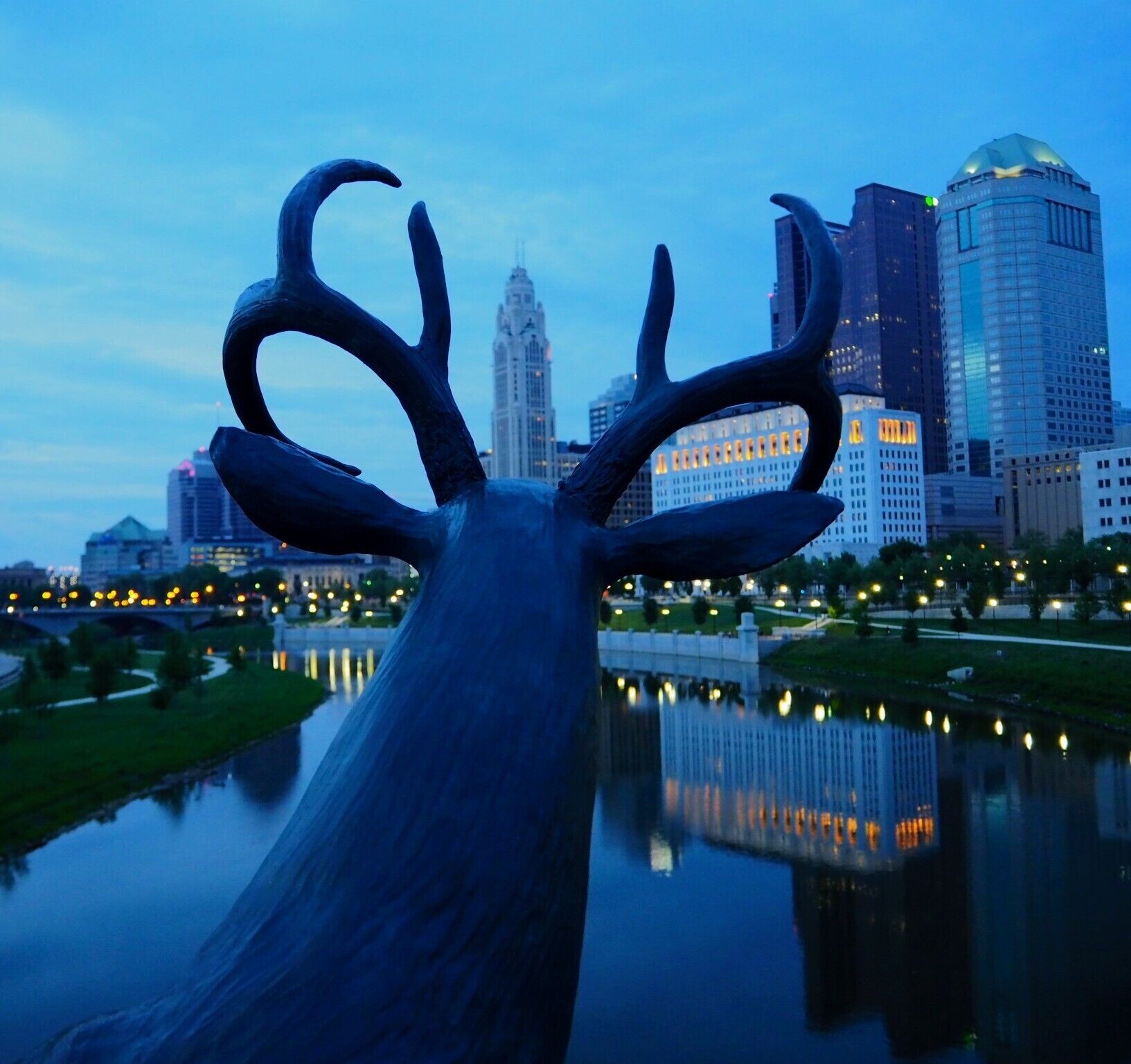 Odocoileus virginianus leveque