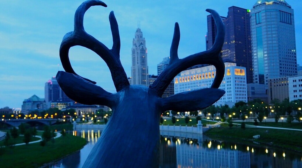 Odocoileus virginianus leveque