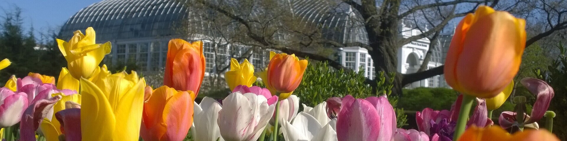 Right now at the Franklin Park Conservatory, spring is in FULL bloom with over 100,000 bulbs and many other spring flowering trees and shrubs putting on quite a spectacular display!