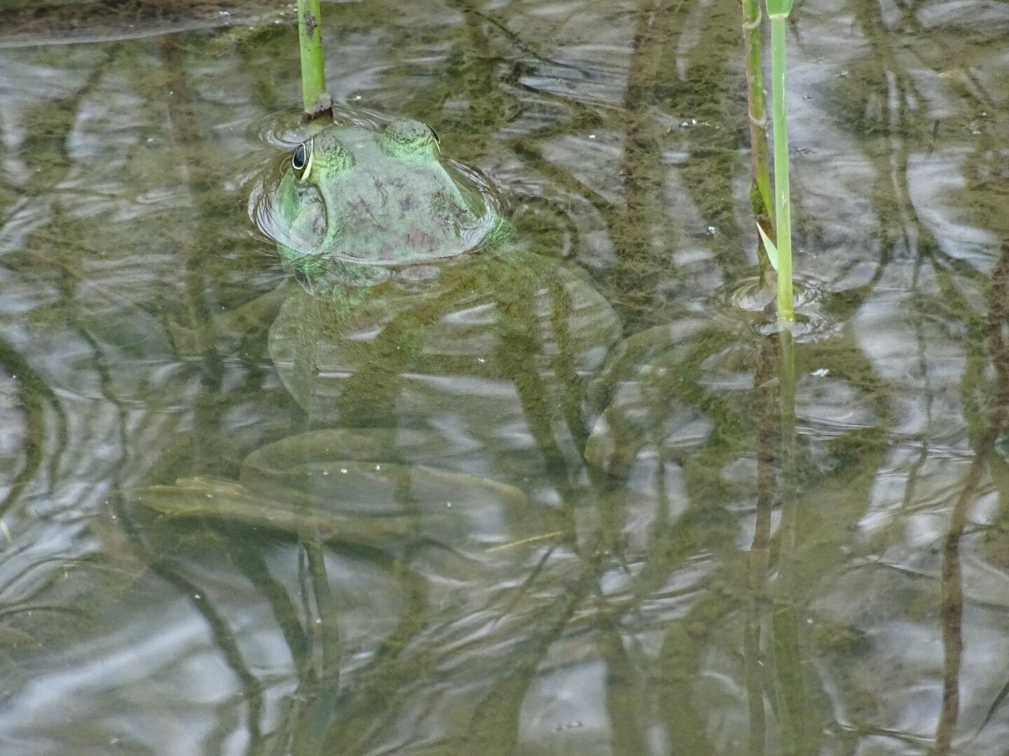 An American bullfrog (Lithobates catesbeianus or Rana catesbeiana) poking its head out of the water near the boardwalk on a trail at Scioto Audubon Metro Park.

Scioto Audubon Metro Park, located along the banks of the Scioto River just south of downtown Columbus, is a 120-acre oasis created from an industrial area that contained the former police impound lot.

#hiking