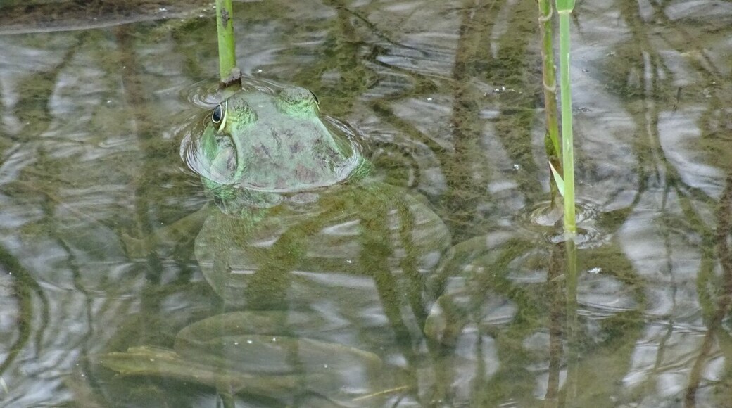 An American bullfrog (Lithobates catesbeianus or Rana catesbeiana) poking its head out of the water near the boardwalk on a trail at Scioto Audubon Metro Park.
Scioto Audubon Metro Park, located along the banks of the Scioto River just south of downtown Columbus, is a 120-acre oasis created from an industrial area that contained the former police impound lot.
#hiking
