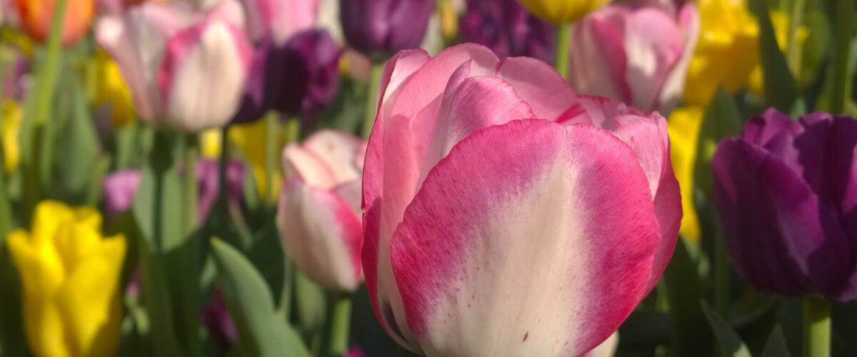 Right now at the Franklin Park Conservatory, spring is in FULL bloom with over 100,000 bulbs and many other spring flowering trees and shrubs putting on quite a spectacular display!