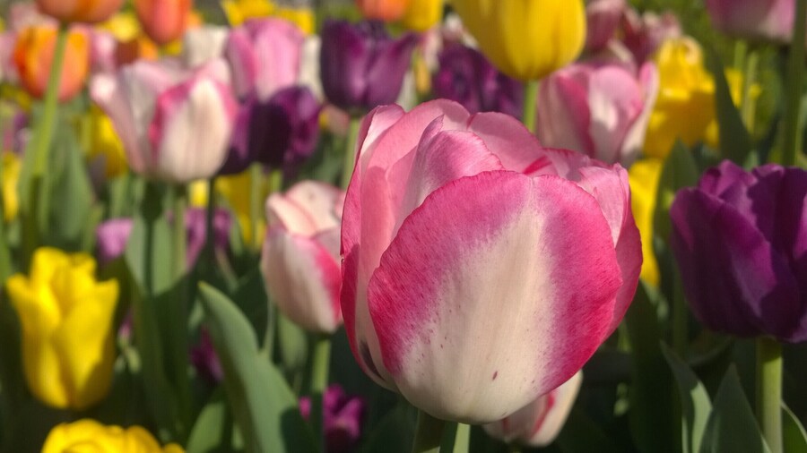 Right now at the Franklin Park Conservatory, spring is in FULL bloom with over 100,000 bulbs and many other spring flowering trees and shrubs putting on quite a spectacular display!