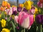Right now at the Franklin Park Conservatory, spring is in FULL bloom with over 100,000 bulbs and many other spring flowering trees and shrubs putting on quite a spectacular display!