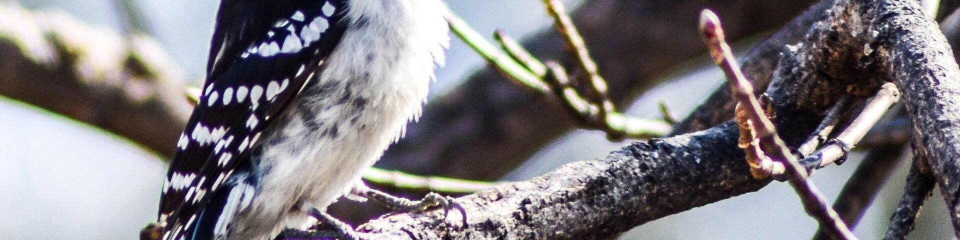 This cemetery is home to Columbus’ most notable people’s final resting place. Also a phenomenal bird watching spot.
#ontheroad