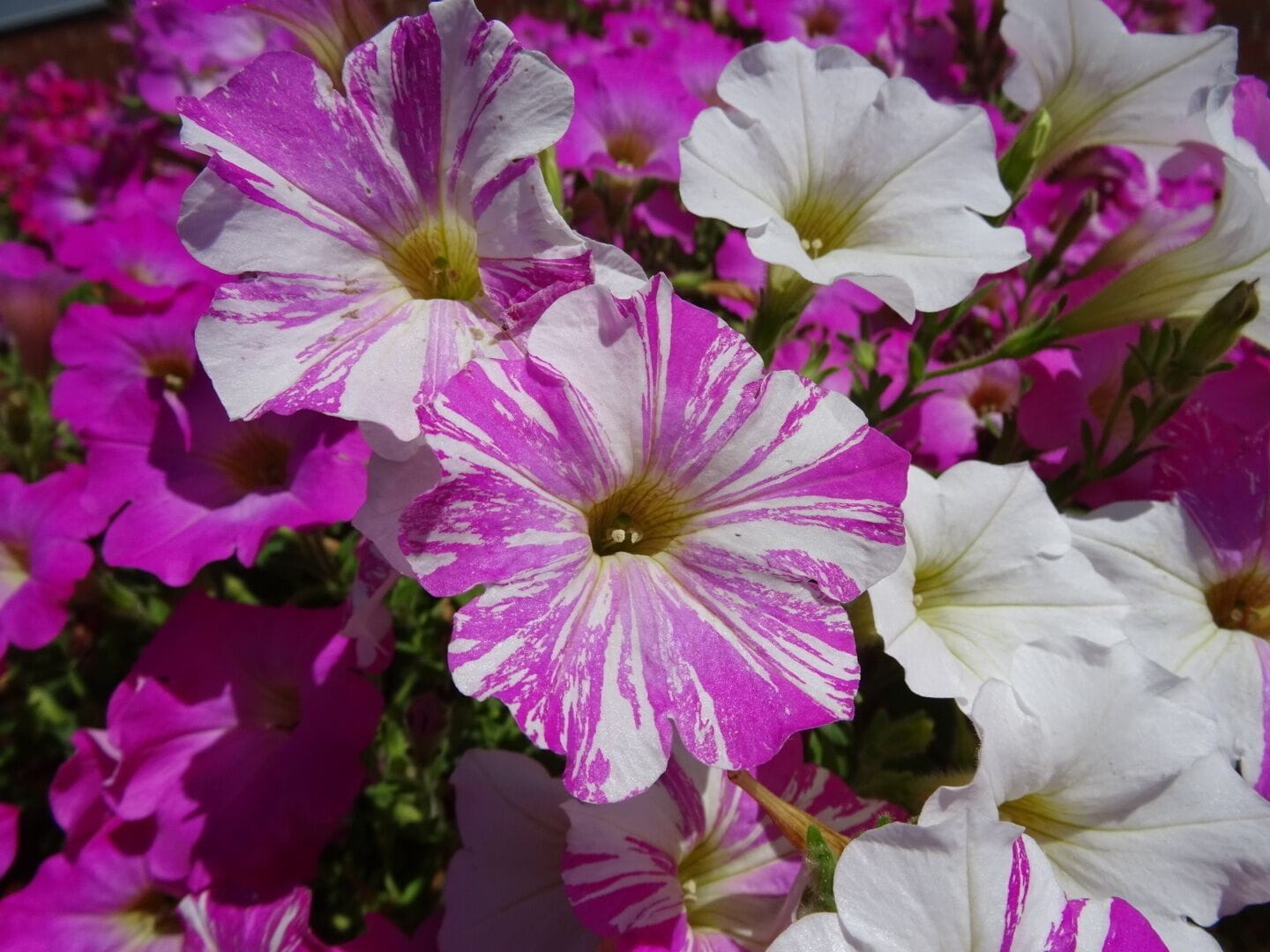 This pink and white marbled petunia is actually an unintended mutation of what was intended to be a completely pink bloom.
The OSU cultivar trials, located at Ohio State University's Chadwick Arboretum and Learning Gardens, are conducted each year in order to evaluate ornamental bedding and container plants.
The objective of these trials is to observe the performance of new and recently introduced cultivated plant varieties under environmental conditions typical of central Ohio.
Despite their stated scientific and economic purposes, the gardens are beautiful to walk through and photograph. Best of all, they're FREE!