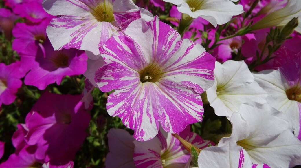 This pink and white marbled petunia is actually an unintended mutation of what was intended to be a completely pink bloom.
The OSU cultivar trials, located at Ohio State University's Chadwick Arboretum and Learning Gardens, are conducted each year in order to evaluate ornamental bedding and container plants.
The objective of these trials is to observe the performance of new and recently introduced cultivated plant varieties under environmental conditions typical of central Ohio.
Despite their stated scientific and economic purposes, the gardens are beautiful to walk through and photograph. Best of all, they're FREE!
