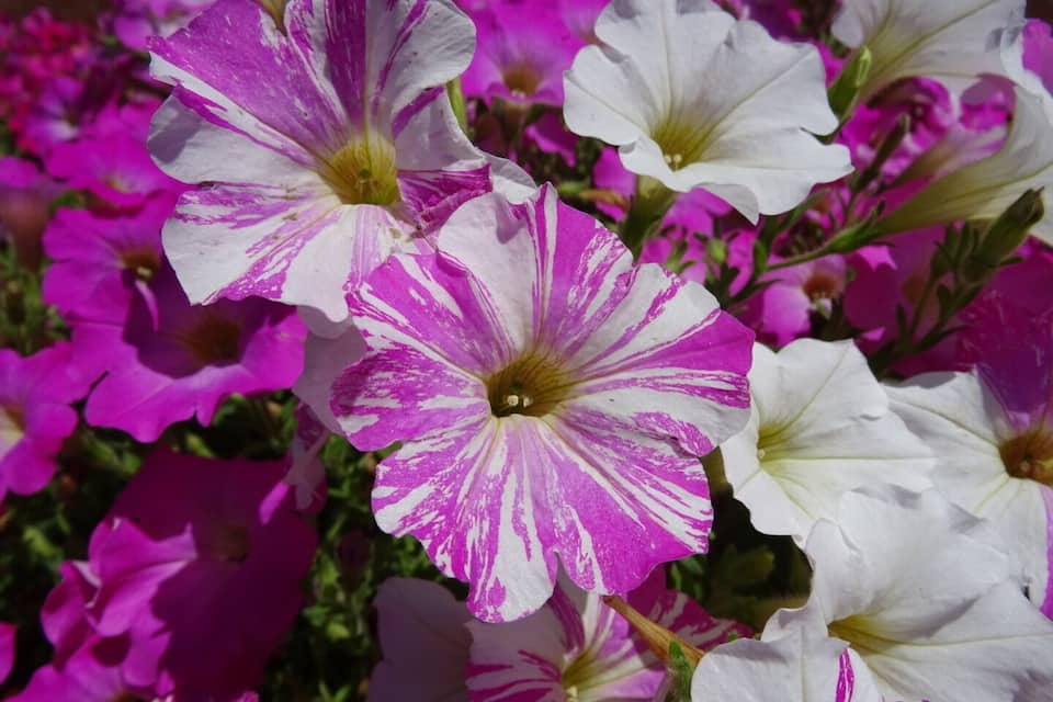 Um conjunto de flores vibrantes em tons de roxo e branco, provavelmente petúnias, em plena floração.