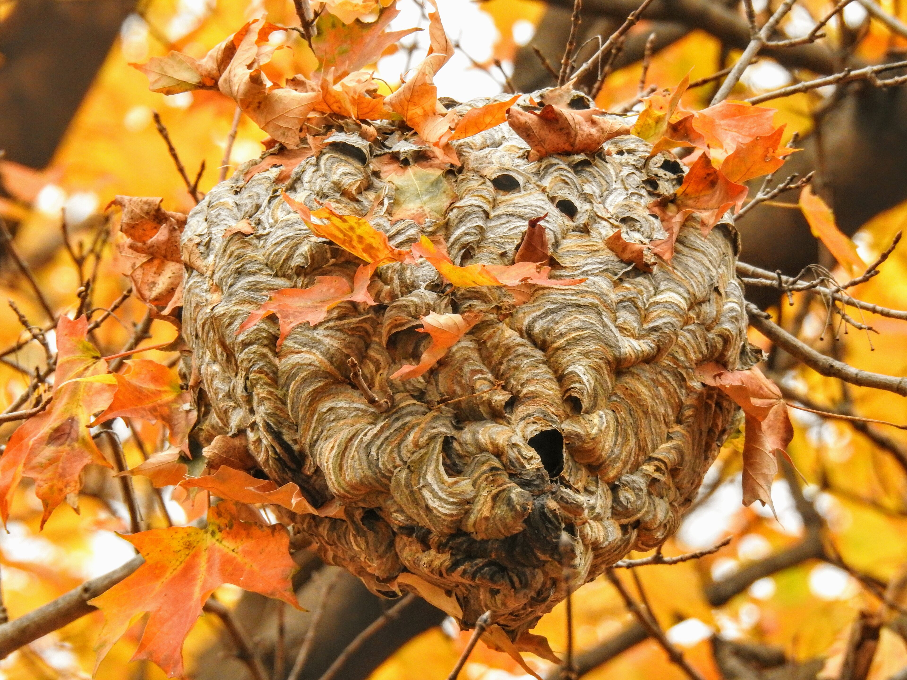 I went to Schiller Park to check out the new outdoor art installations but was obviously distracted by these beautiful paper-like hornets' nests. Maybe homes of the bald face hornet (Dolichovespula maculata). 
#MyBackyard