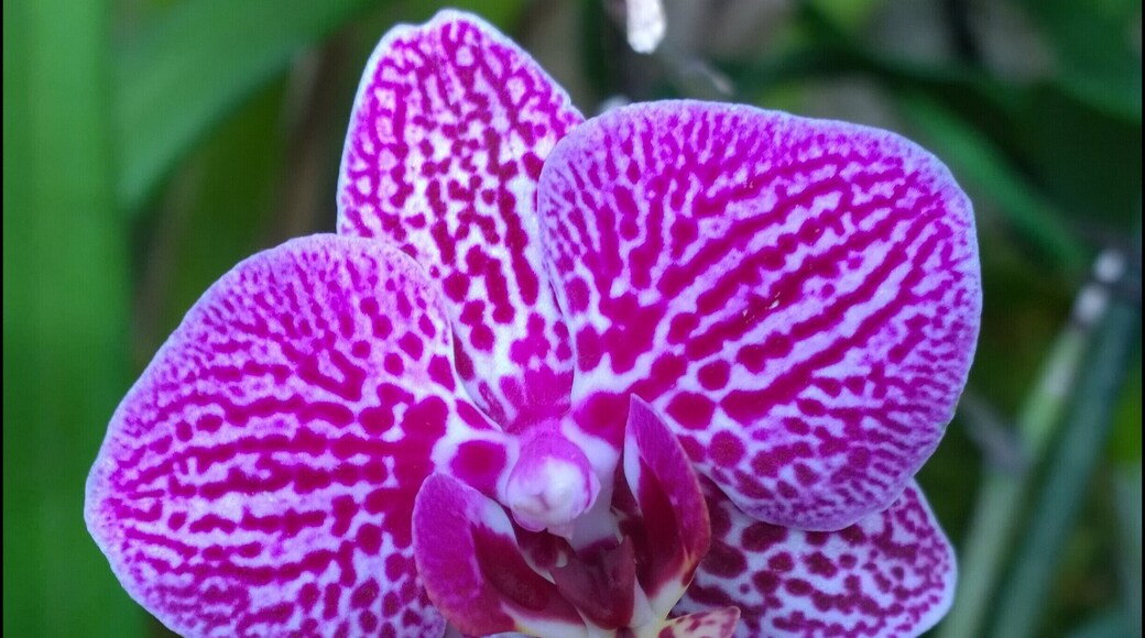 A collection of orchids remain from the orchid show earlier this year at the Franklin Park Conservatory.
Spending time studying the flower morphology reveals layers and layers of complexity and character to an already interesting bloom.
A membership to the conservatory and some new photo gadgets as holiday gifts leads to some fun plant photo ops.