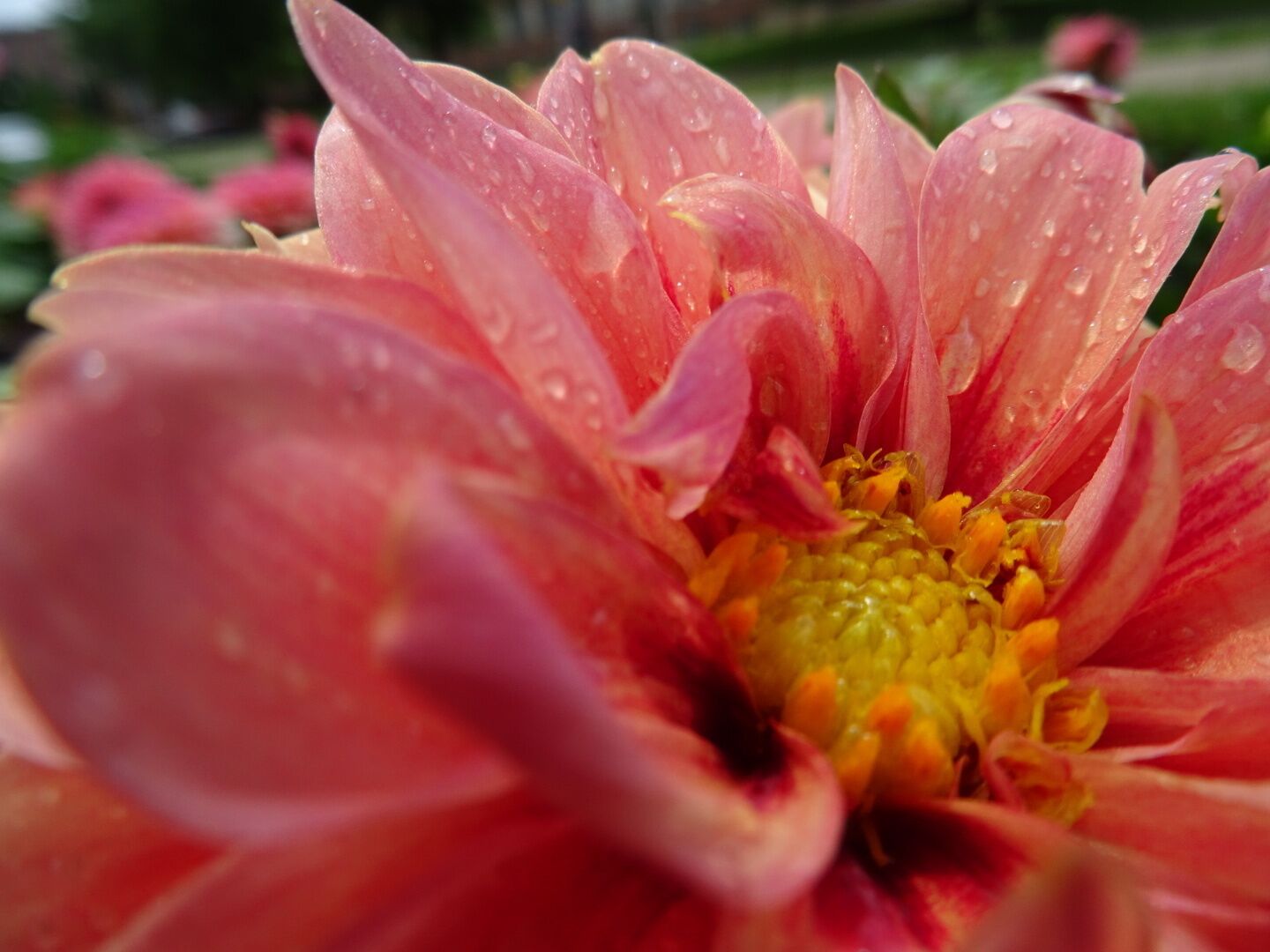 A closeup of the bloom of a Dahlia glistening in the aftermath of an afternoon shower 

The OSU cultivar trials, located at Ohio State University's Chadwick Arboretum and Learning Gardens, are conducted each year in order to evaluate ornamental bedding and container plants.  

The objective of these trials is to observe the performance of new and recently introduced cultivated plant varieties under environmental conditions typical of central Ohio.

Despite their stated scientific and economic purposes, the gardens are beautiful to walk through and photograph. Best of all, they're FREE!