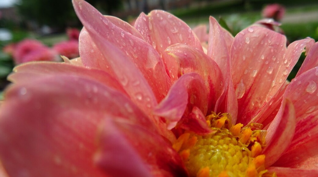 A closeup of the bloom of a Dahlia glistening in the aftermath of an afternoon shower
The OSU cultivar trials, located at Ohio State University's Chadwick Arboretum and Learning Gardens, are conducted each year in order to evaluate ornamental bedding and container plants.
The objective of these trials is to observe the performance of new and recently introduced cultivated plant varieties under environmental conditions typical of central Ohio.
Despite their stated scientific and economic purposes, the gardens are beautiful to walk through and photograph. Best of all, they're FREE!