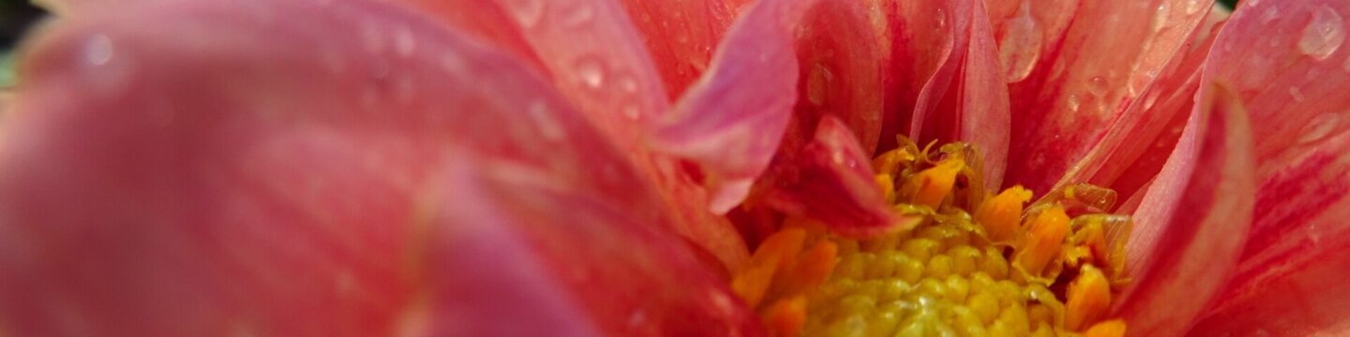 A closeup of the bloom of a Dahlia glistening in the aftermath of an afternoon shower
The OSU cultivar trials, located at Ohio State University's Chadwick Arboretum and Learning Gardens, are conducted each year in order to evaluate ornamental bedding and container plants.
The objective of these trials is to observe the performance of new and recently introduced cultivated plant varieties under environmental conditions typical of central Ohio.
Despite their stated scientific and economic purposes, the gardens are beautiful to walk through and photograph. Best of all, they're FREE!