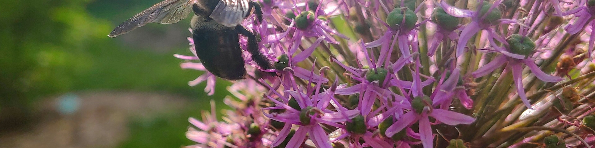 The Park of Roses is in bloom with so much more than just roses!