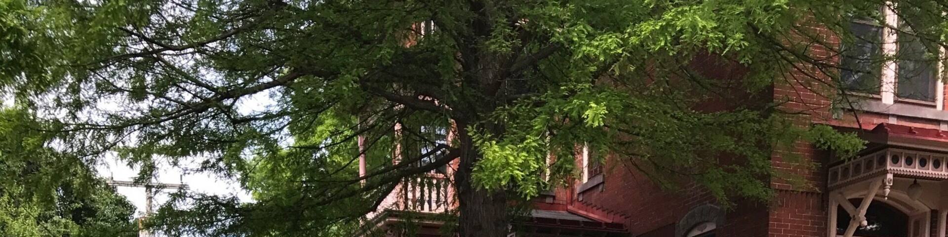 #hometown pride in our beautiful #gardens #details