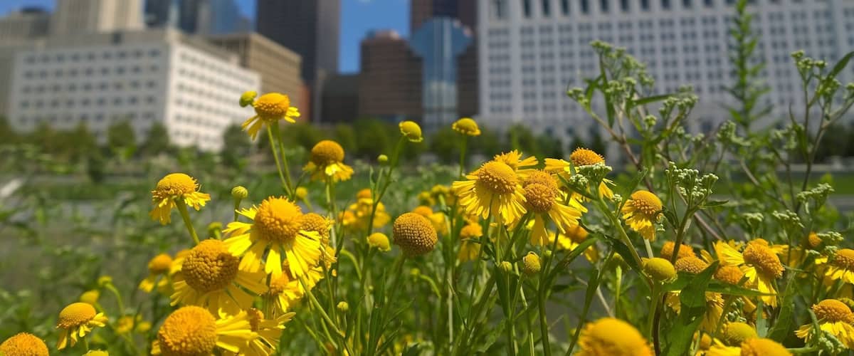 Wildflowers in Genoa Park along the bank of the Scioto River with the Columbus skyline as a backdrop.