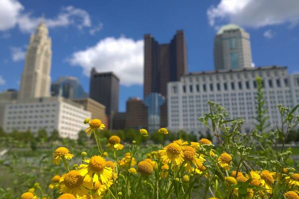 Wildflowers in Genoa Park along the bank of the Scioto River with the Columbus skyline as a backdrop.