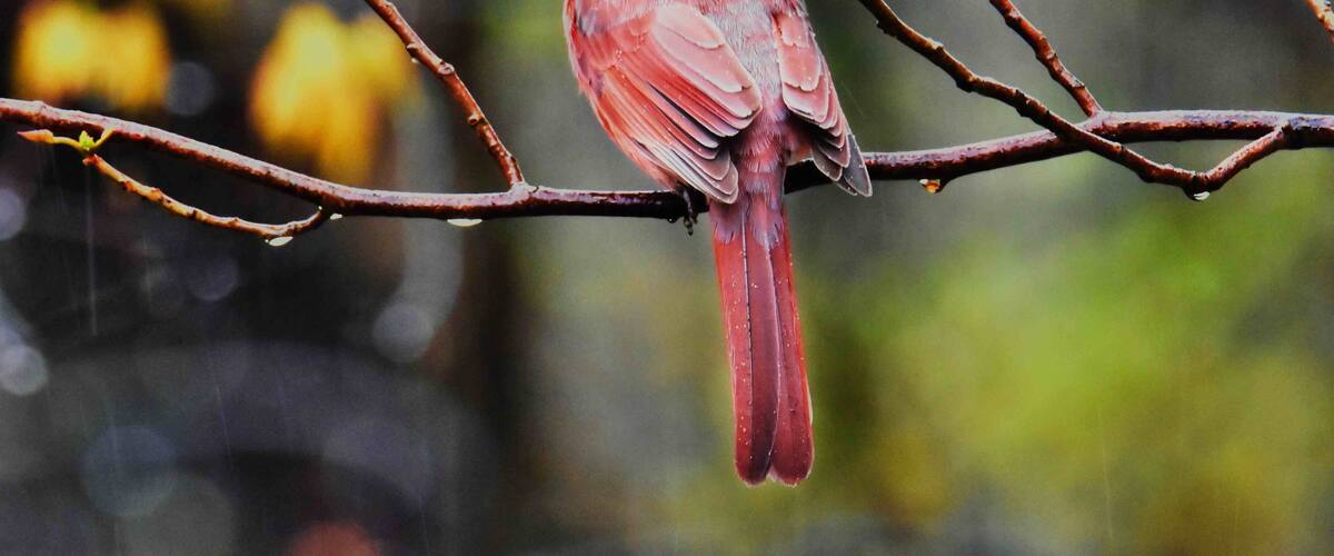 You can catch cardinals here any day, even in the rain.  A beautiful park, with a lovely paved walking path to a water fowl sanctuary and many wooded paths.