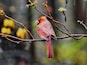 You can catch cardinals here any day, even in the rain. A beautiful park, with a lovely paved walking path to a water fowl sanctuary and many wooded paths.
