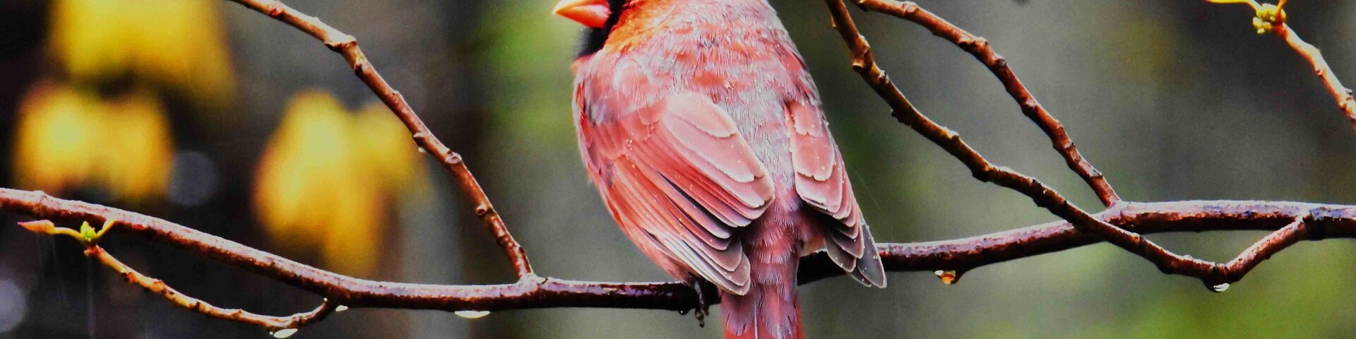 You can catch cardinals here any day, even in the rain. A beautiful park, with a lovely paved walking path to a water fowl sanctuary and many wooded paths.