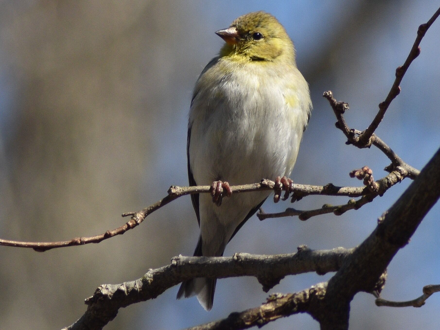 People come from all over to birdwatch and letterbox at this historic cemetery.   The birds don’t disappoint!