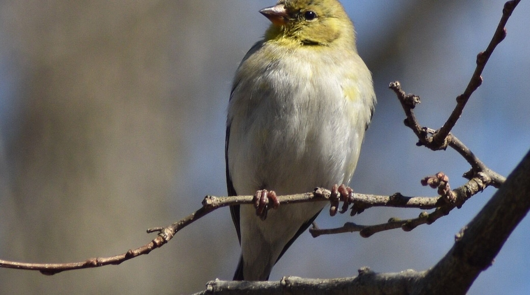 People come from all over to birdwatch and letterbox at this historic cemetery. The birds don’t disappoint!