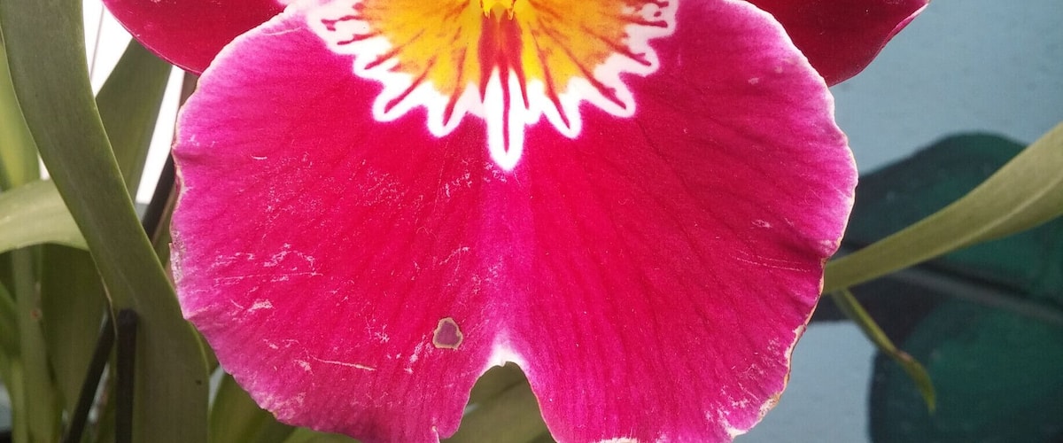 Come get a burst of color by visiting the retail greenhouse inside Oakland Nursery's Columbus store. Tons of orchids, succulents, cacti and other blooming and foliage houseplants to peruse, photograph and perhaps purchase.
#colorful