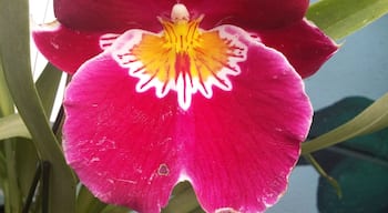 Come get a burst of color by visiting the retail greenhouse inside Oakland Nursery's Columbus store. Tons of orchids, succulents, cacti and other blooming and foliage houseplants to peruse, photograph and perhaps purchase.
#colorful