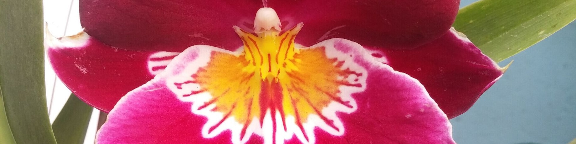 Come get a burst of color by visiting the retail greenhouse inside Oakland Nursery's Columbus store. Tons of orchids, succulents, cacti and other blooming and foliage houseplants to peruse, photograph and perhaps purchase.
#colorful