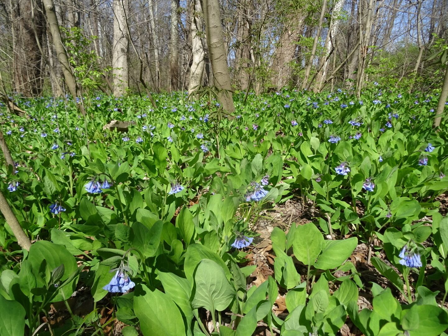 The bluebells trail along Alum Creek at Three Creeks Metro Park is awash in #green and #blue with the blossoming of all the Virgina Bluebells (Mertensia virginica).