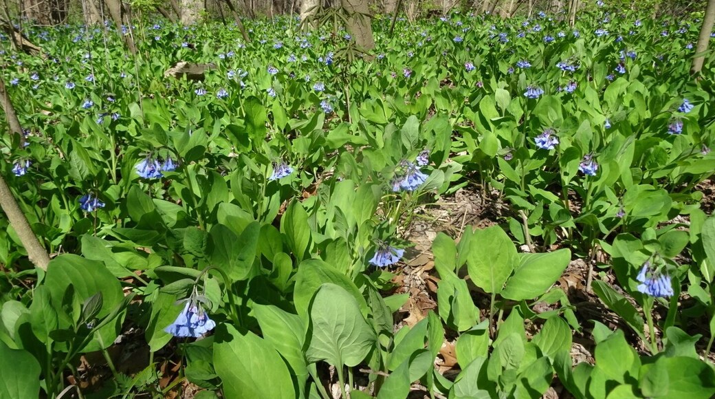 The bluebells trail along Alum Creek at Three Creeks Metro Park is awash in #green and #blue with the blossoming of all the Virgina Bluebells (Mertensia virginica).