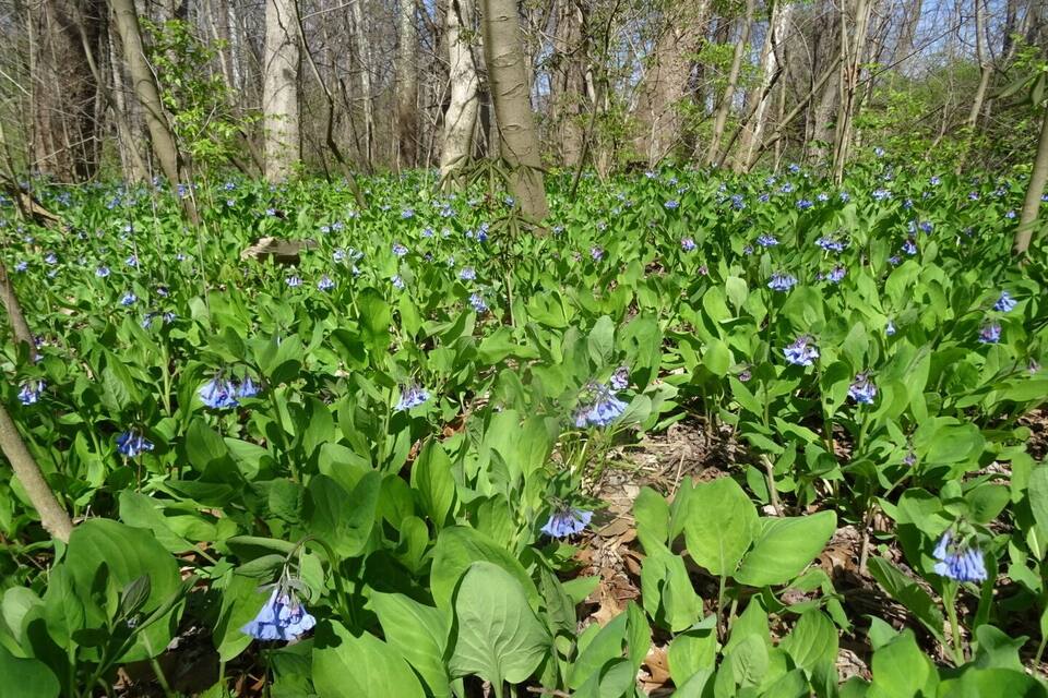 A forest with dense green foliage and clusters of blue flowers.
