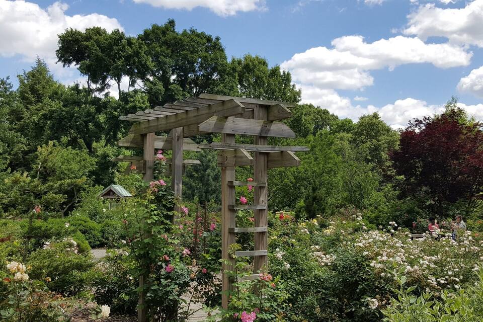 A wooden arbor with climbing roses in a lush garden.