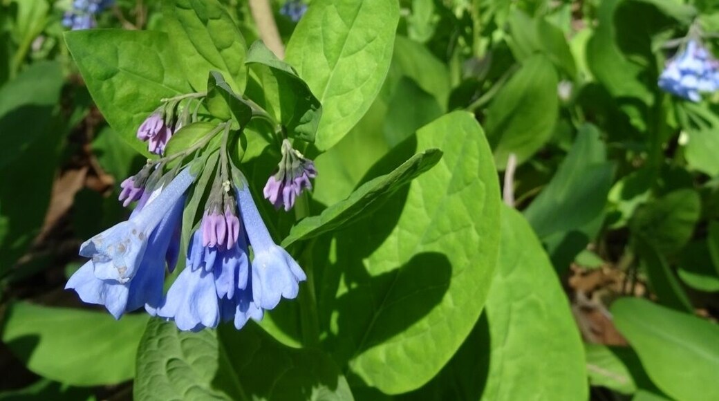 Parc de Three Creeks