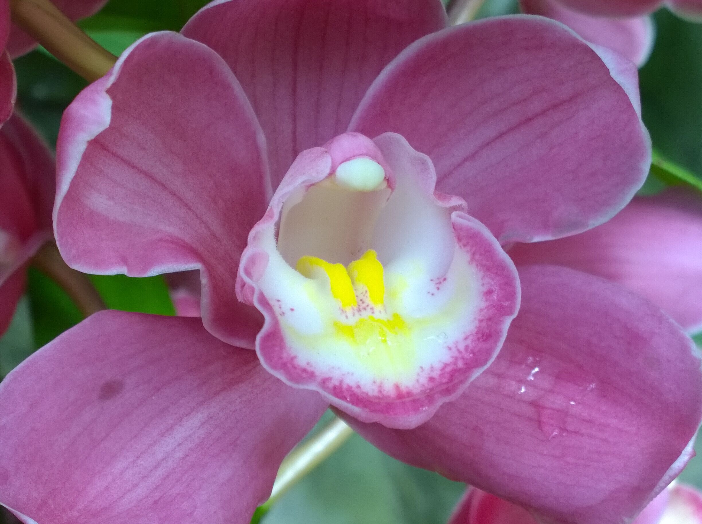 A collection of orchids remain from the orchid show earlier this year at the Franklin Park Conservatory.

Spending time studying the flower morphology reveals layers and layers of complexity and character to an already interesting bloom.

A membership to the conservatory and some new photo gadgets as holiday gifts leads to some fun plant photo ops. 