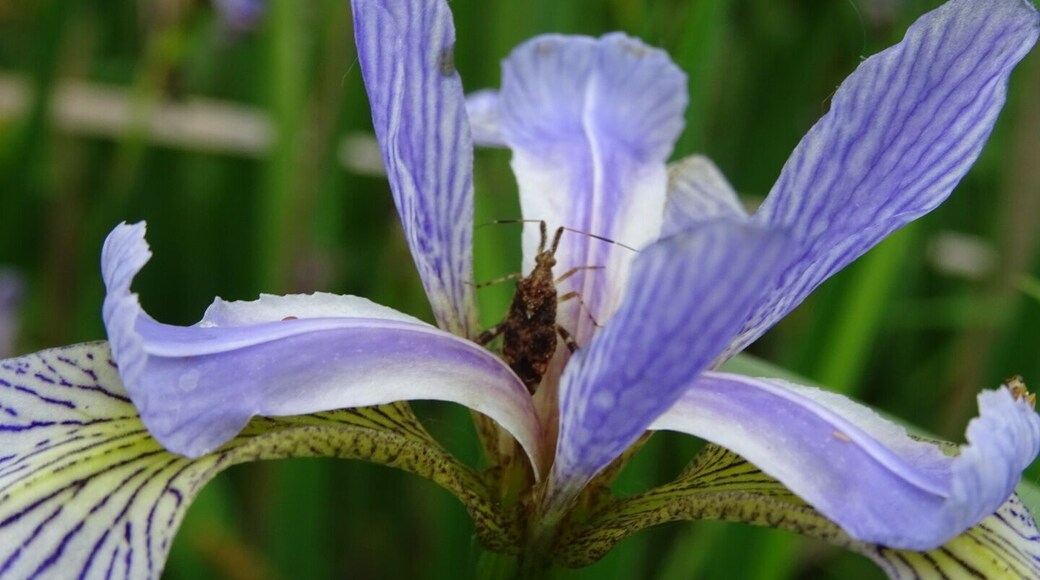 An insect taking refuge in the petals of a pale blue iris,
Scioto Audubon Metro Park, located along the banks of the Scioto River just south of downtown Columbus, is a 120-acre oasis created from an industrial area that contained the former police impound lot.
#hiking