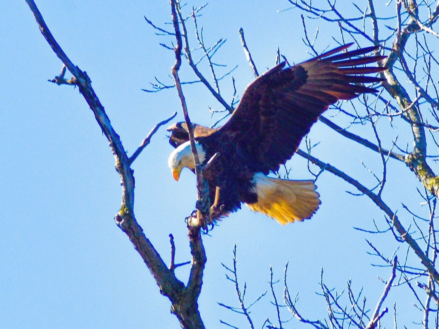 A wild eagle nest in Central Ohio, what majestic birds #ontheroad