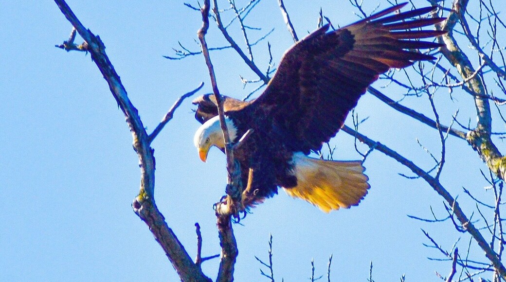 A wild eagle nest in Central Ohio, what majestic birds #ontheroad