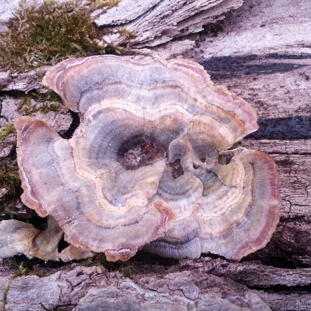 Blendon Woods Metro Park